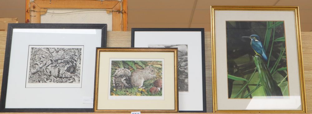 Timothy Greenwood (1946-2010), watercolour and three prints, Perched Kingfisher, Dipper, Woodcock and Grey Squirrel, largest 32 x 24cm